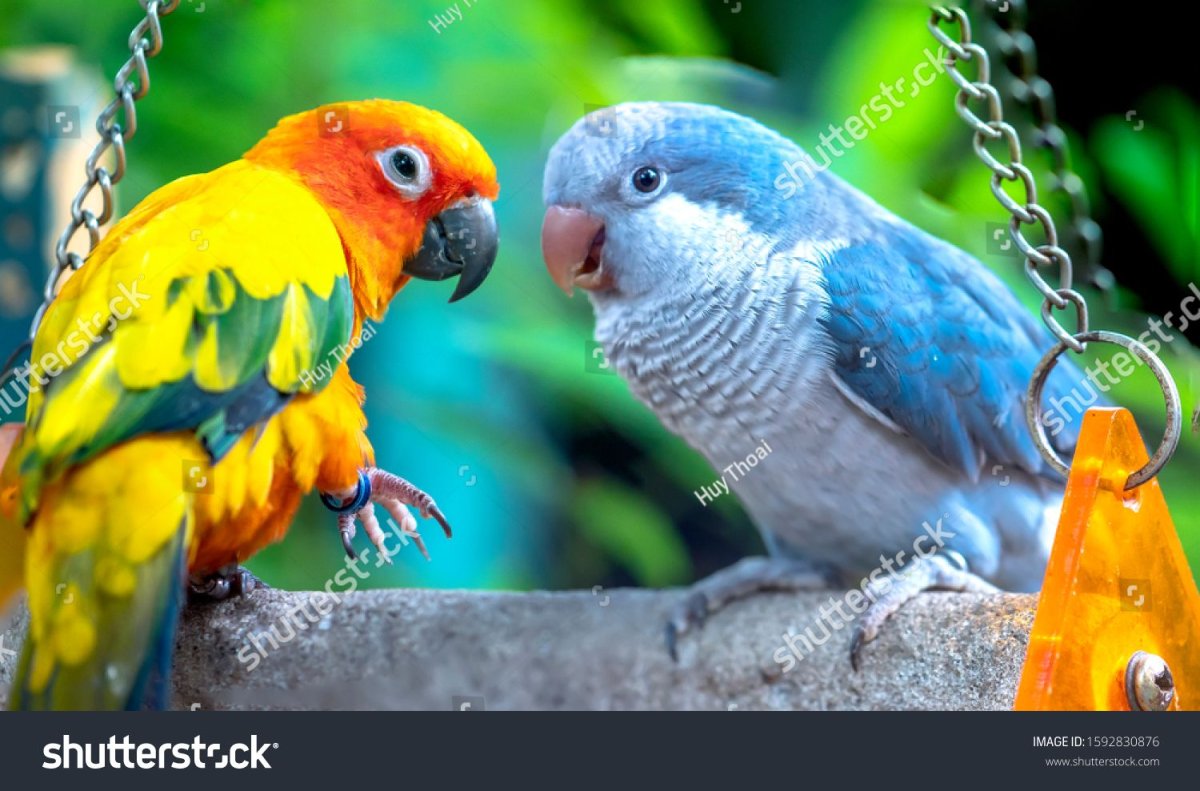 Лорикет попугай голубой