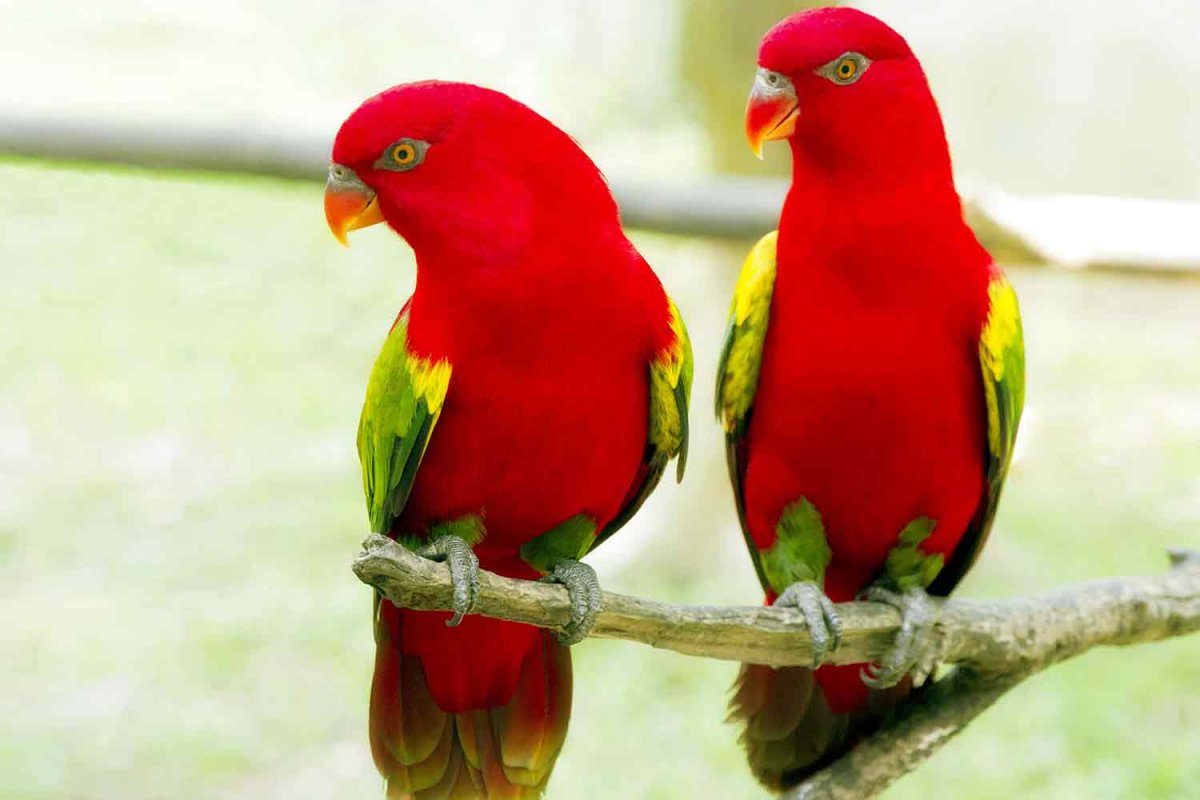 Африканский попугай ара