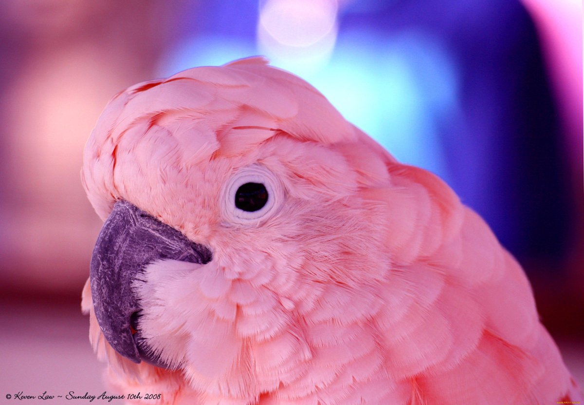 Попугай маленький разноцветный