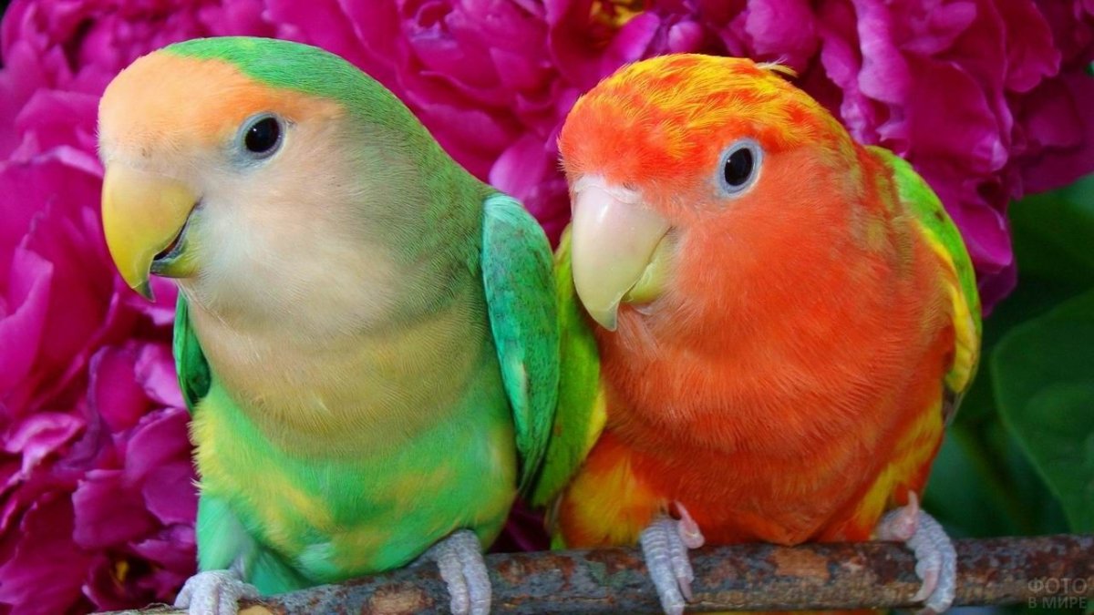 Попугай домашний