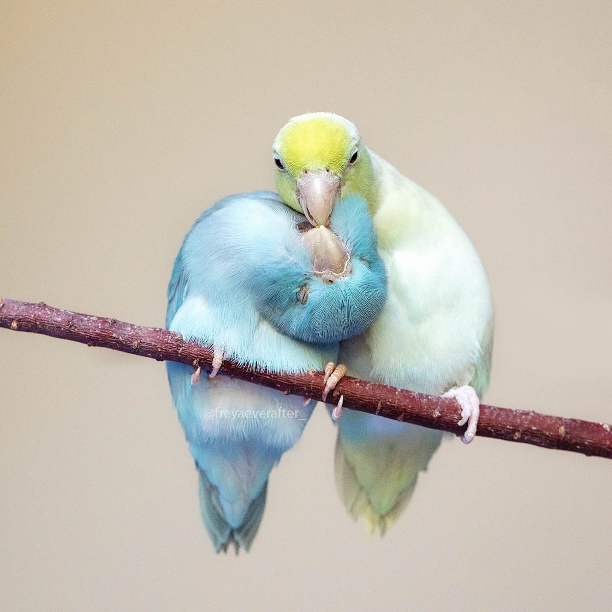 Попугай аратинга желтый