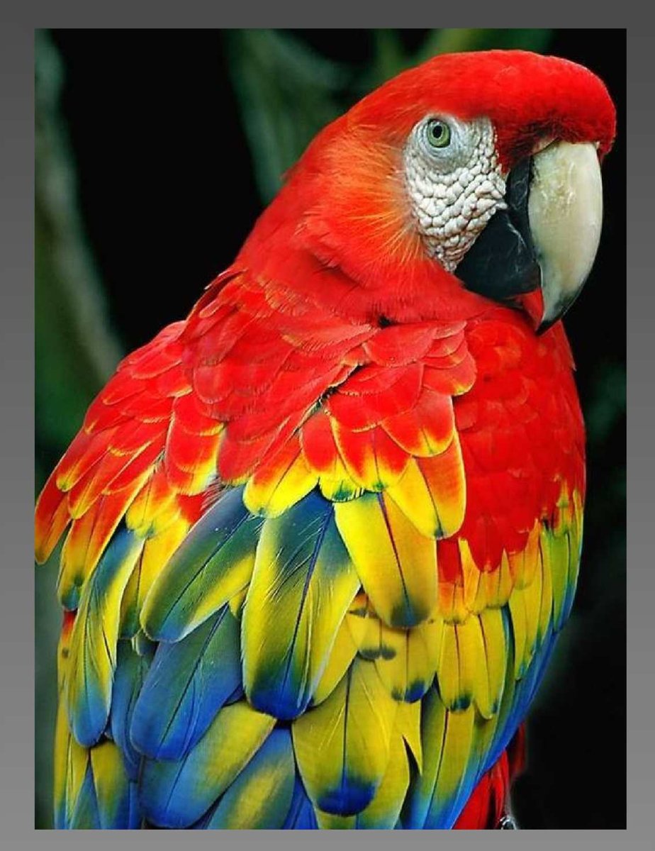 Какаду лорикет