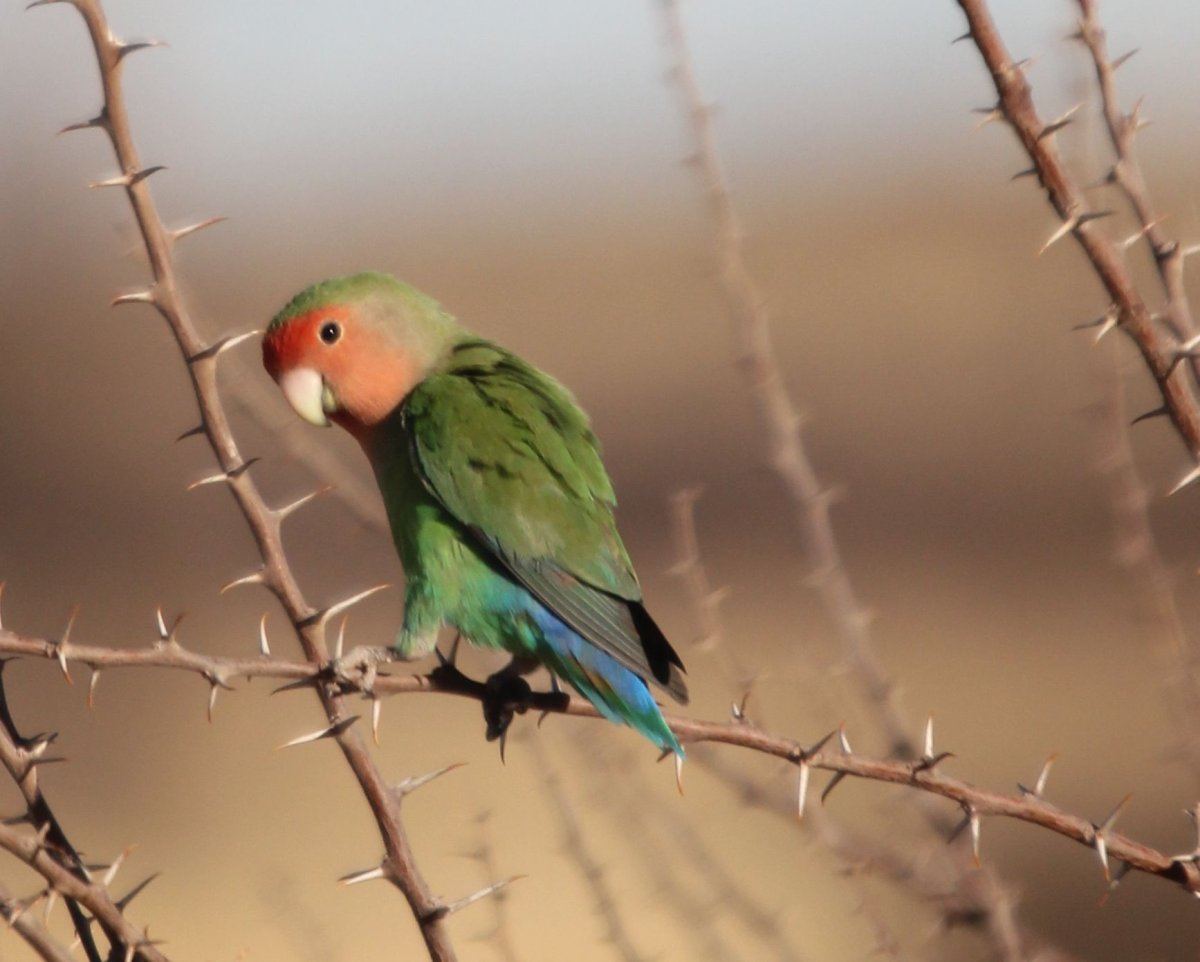 Неразлучники в природе