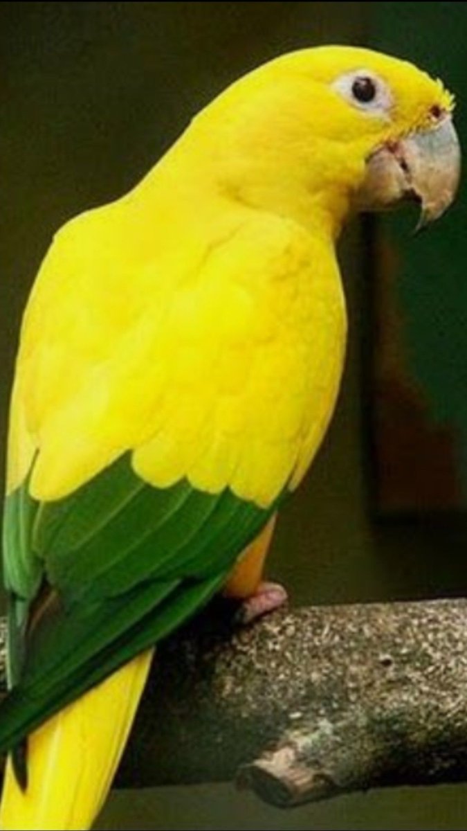 Яркий попугай из Австралии