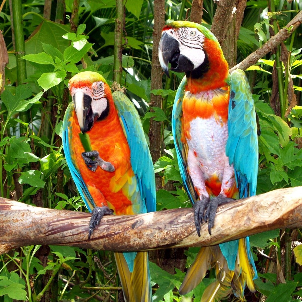 A Part of mating Toucan Birds mating
