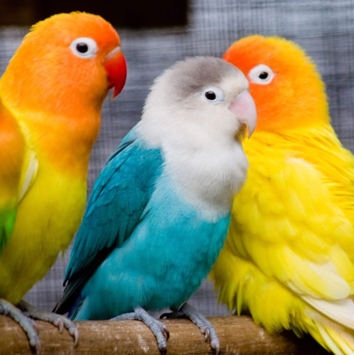 Попугай ара и Какаду