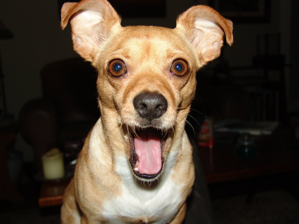 Чихуахуа вытянутая морда