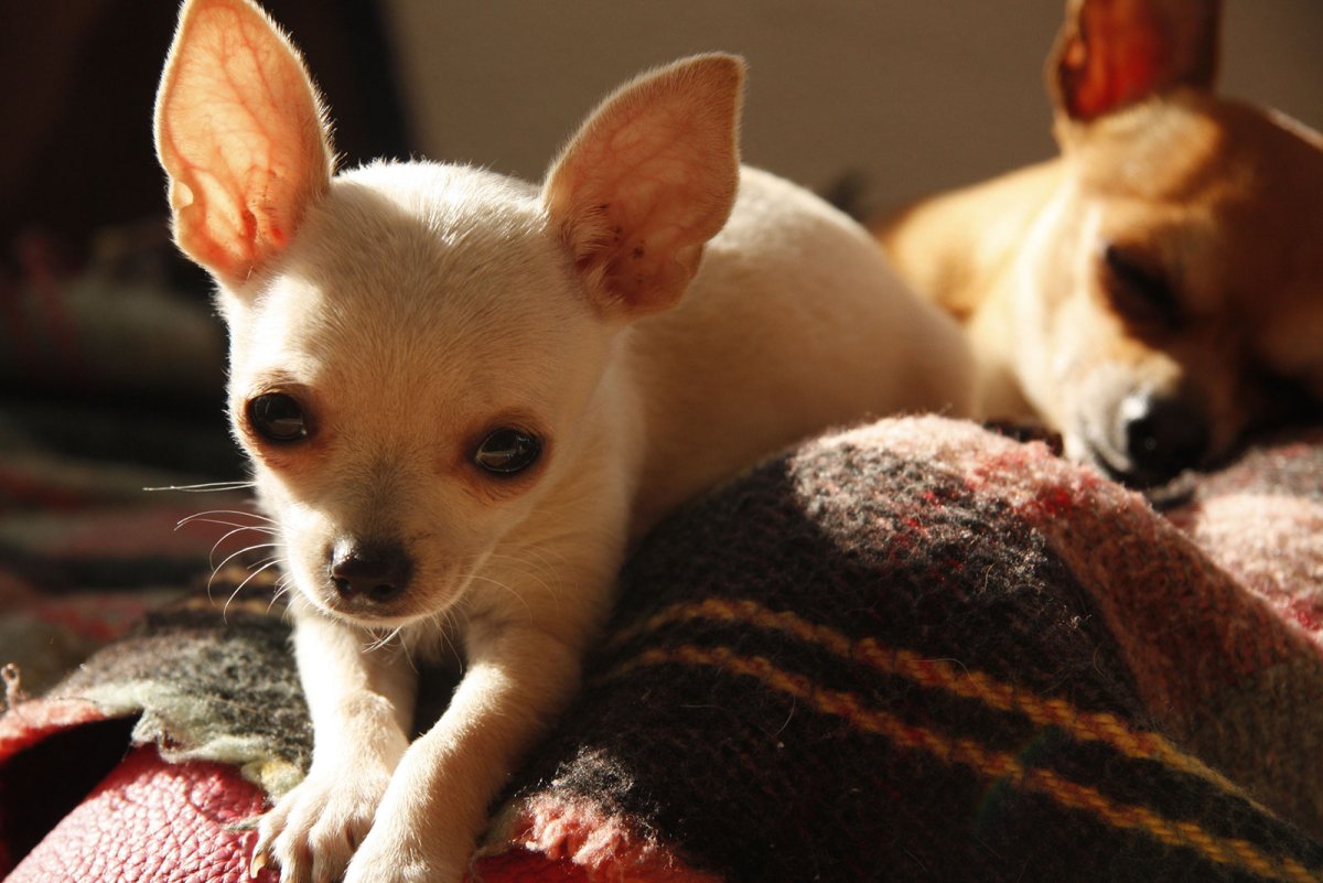 Зубастая чихуахуа