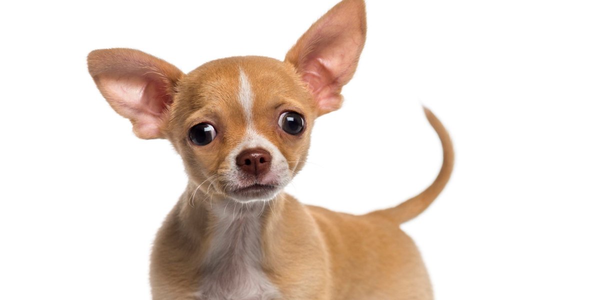 Чихуахуа без фона