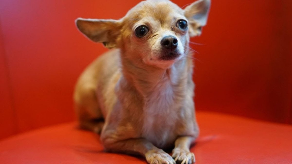 Чихуахуа анфас