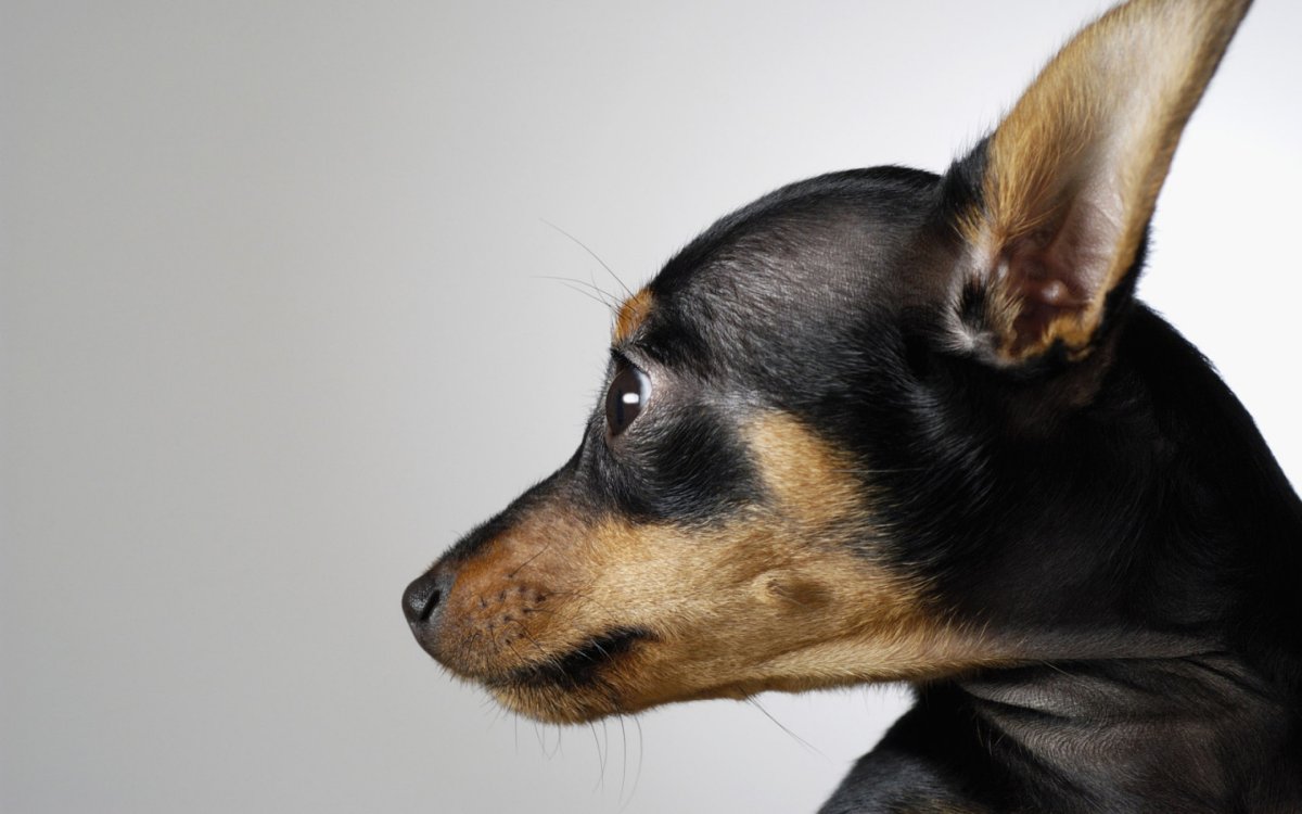 Собака с языком