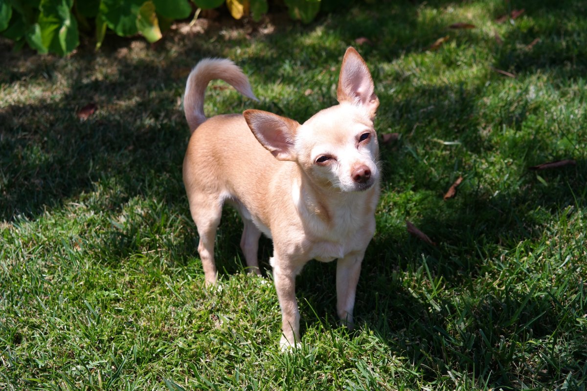 Чихуахуа сбоку