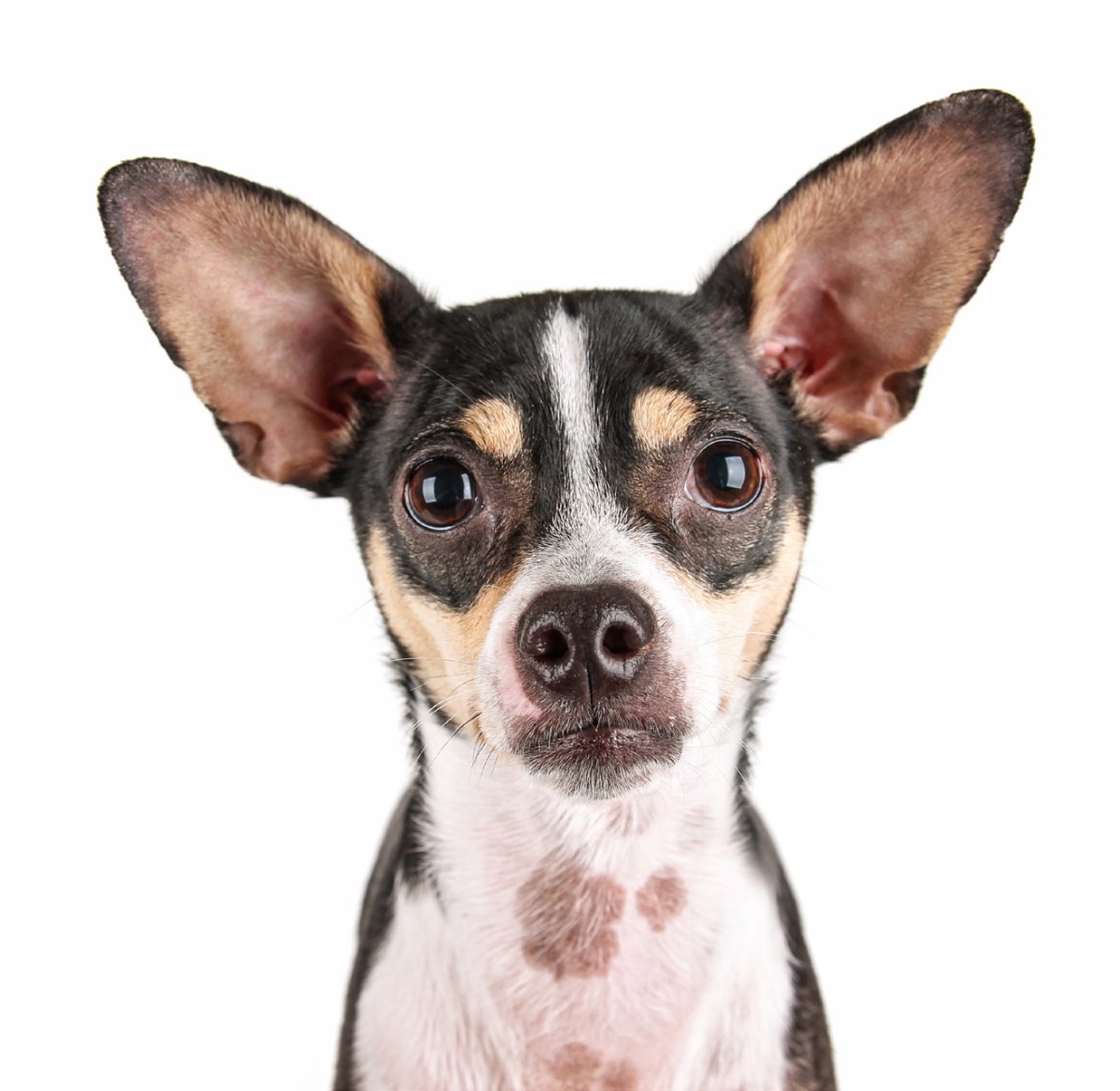 Лиловый чихуахуа