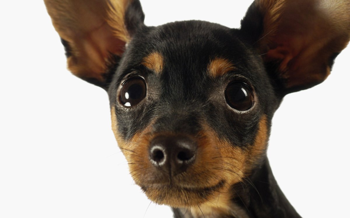 Породы собак которые любят купаться