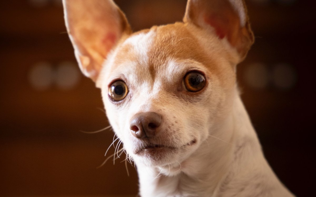 Мордочка чихуахуа