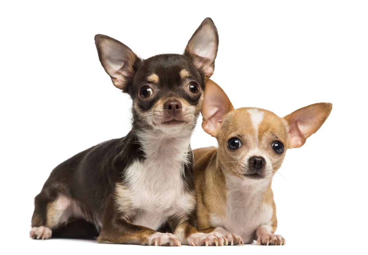 Чихуахуа короткошерстные