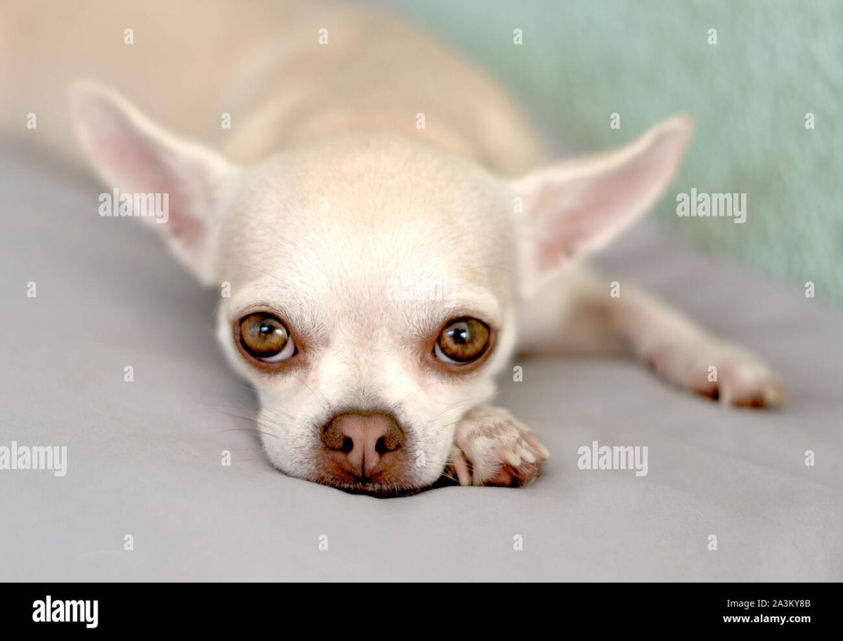 Чихуахуа Пуппи