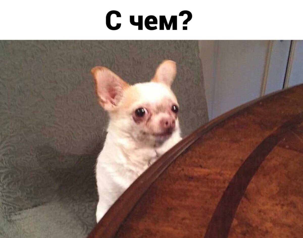 Чихуахуа упорота