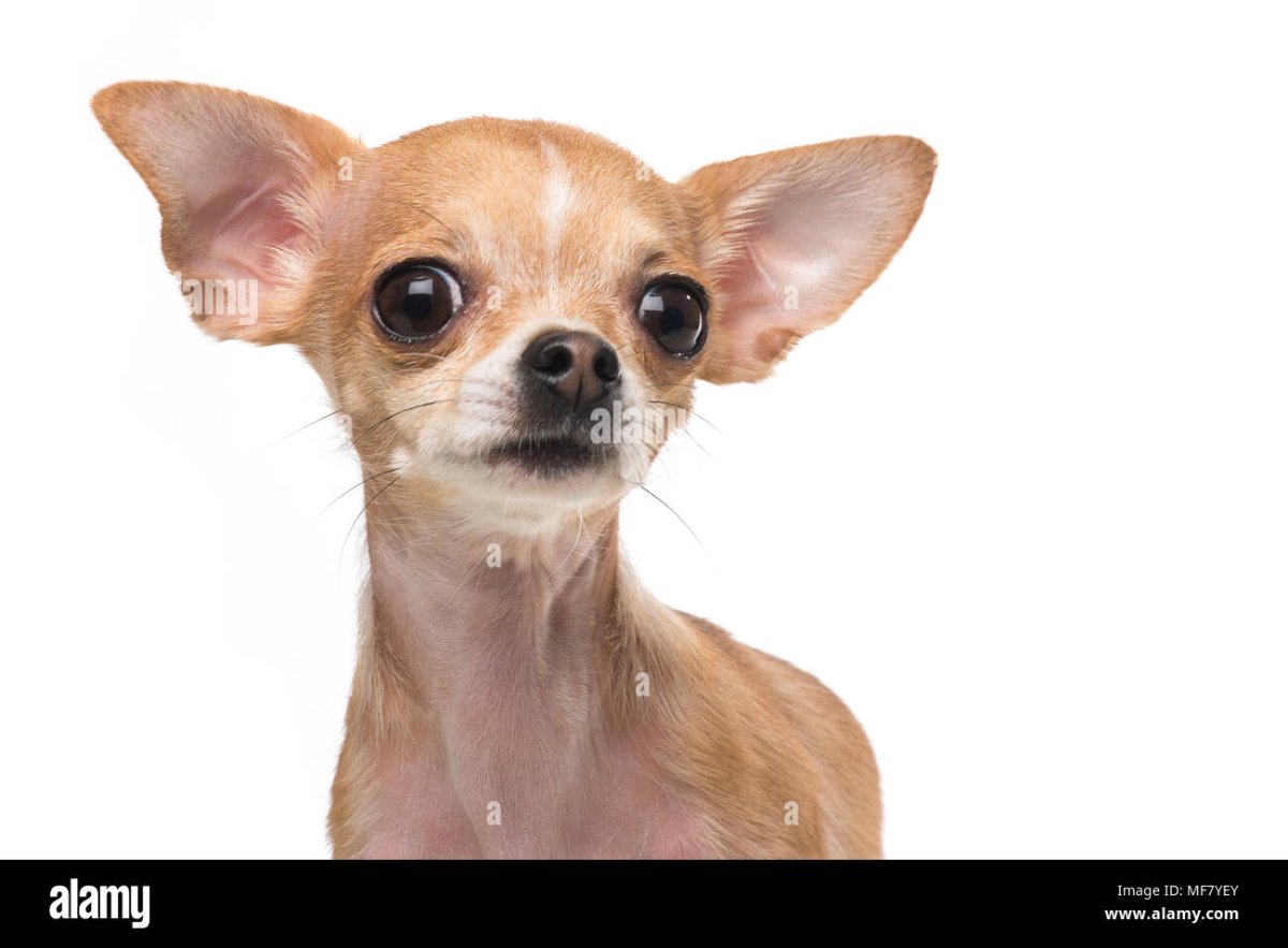 Злая чихуахуа