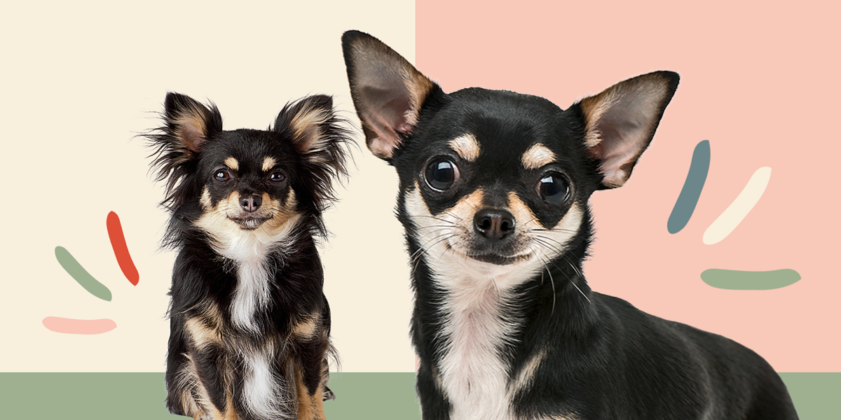 Чихуахуа длинношерстный злая