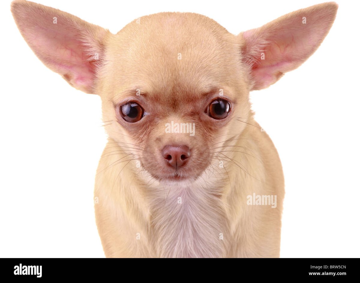 Чихуахуа с удлиненной мордой