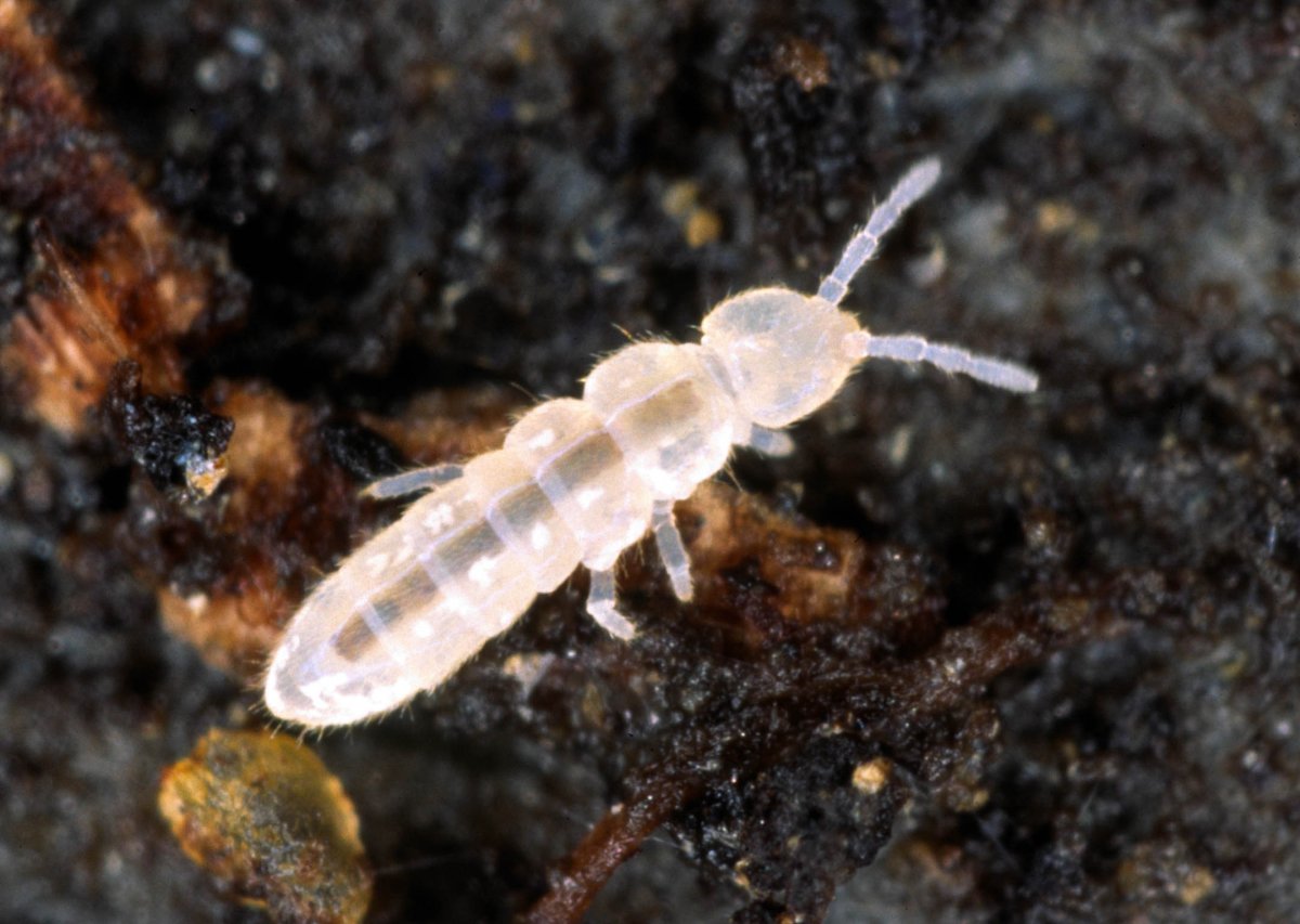 Ногохвостки, Collembola