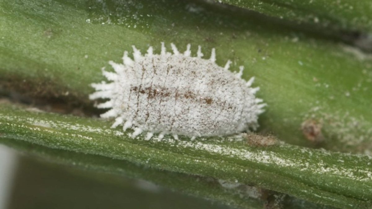 Кленовый мучнистый червец