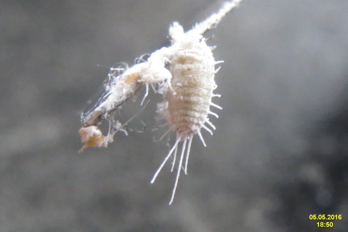 Белые маленькие жучки в земле