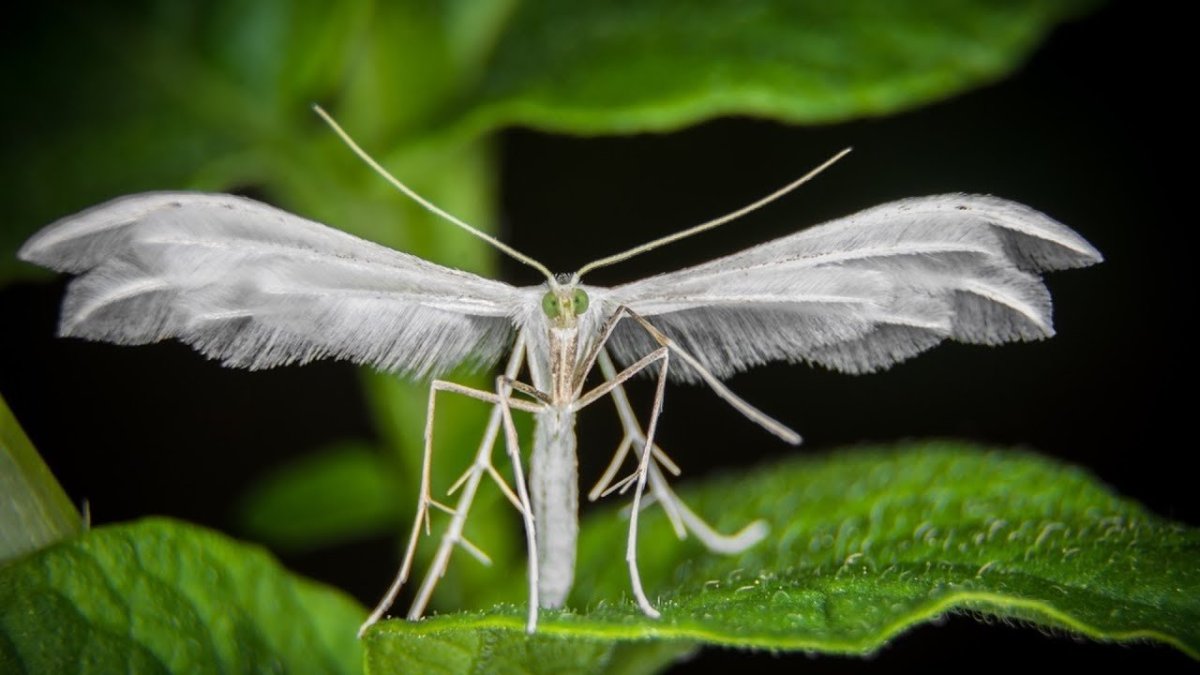 Белый мотылек насекомое
