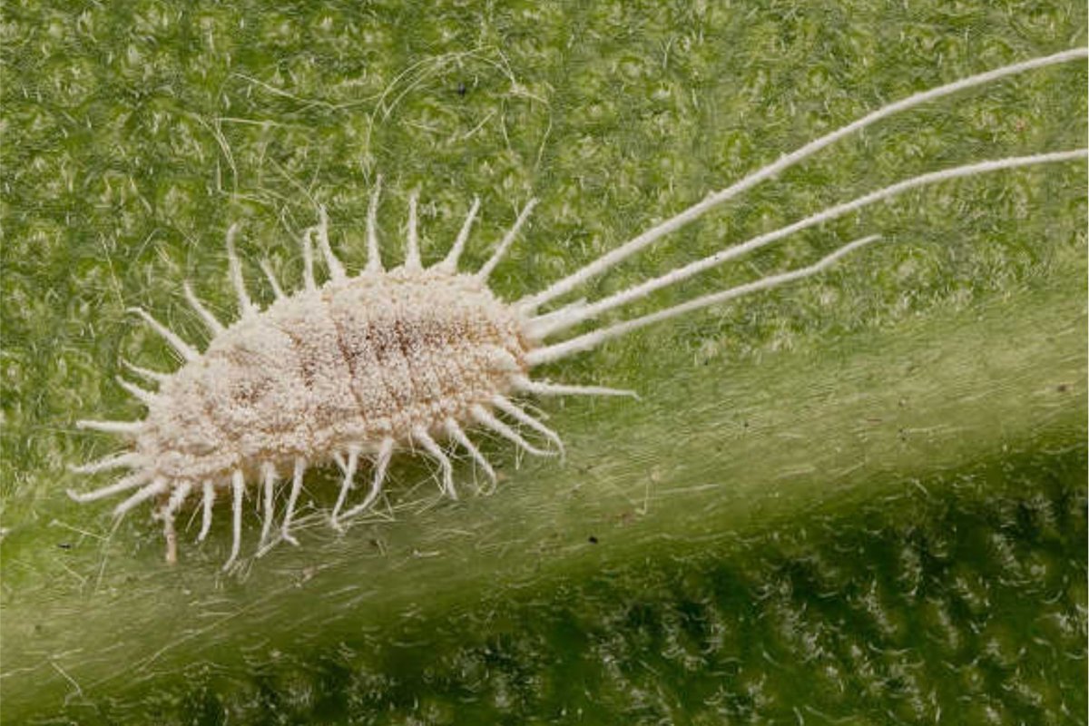 Белая мохнатая букашка на цветах