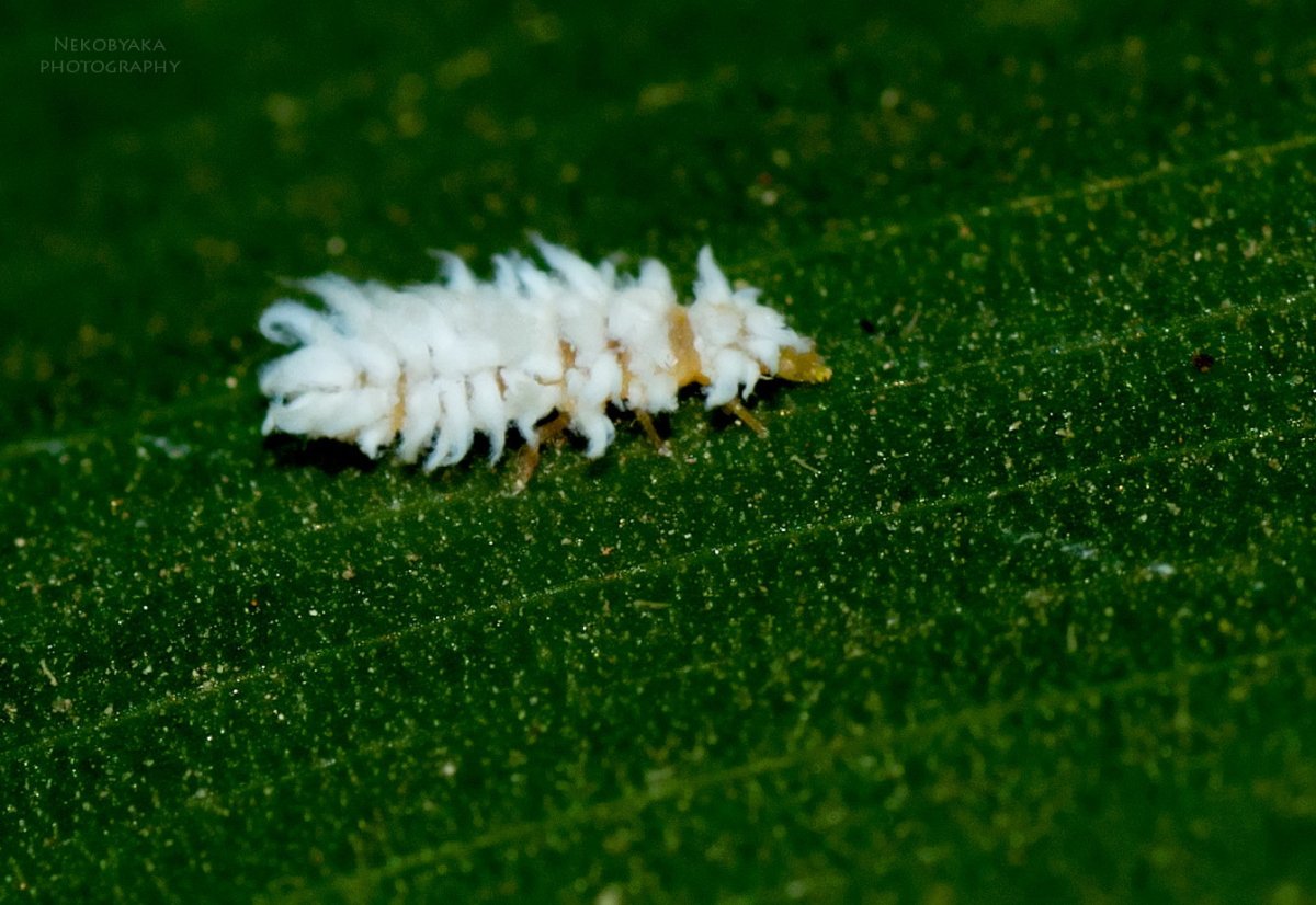 Личинка Божьей коровки Scymnus