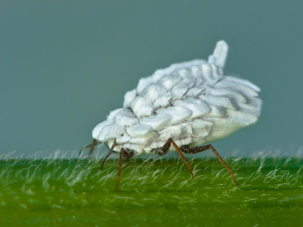 Червец Крапивный