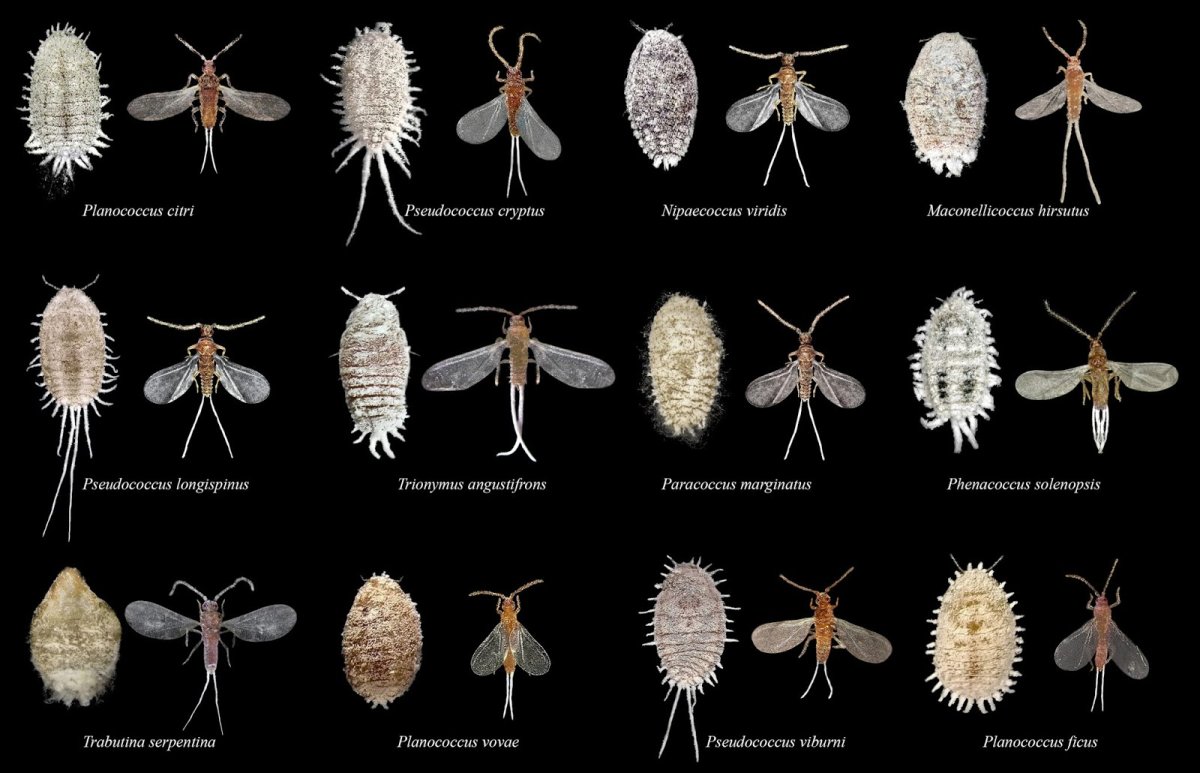 Мучнистый червец мужская особь