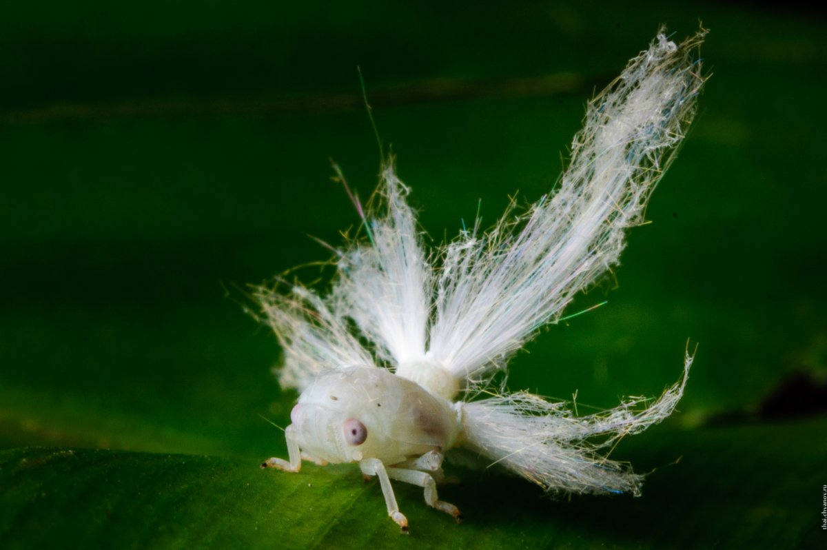 Личинка цикады(Ricania japonica