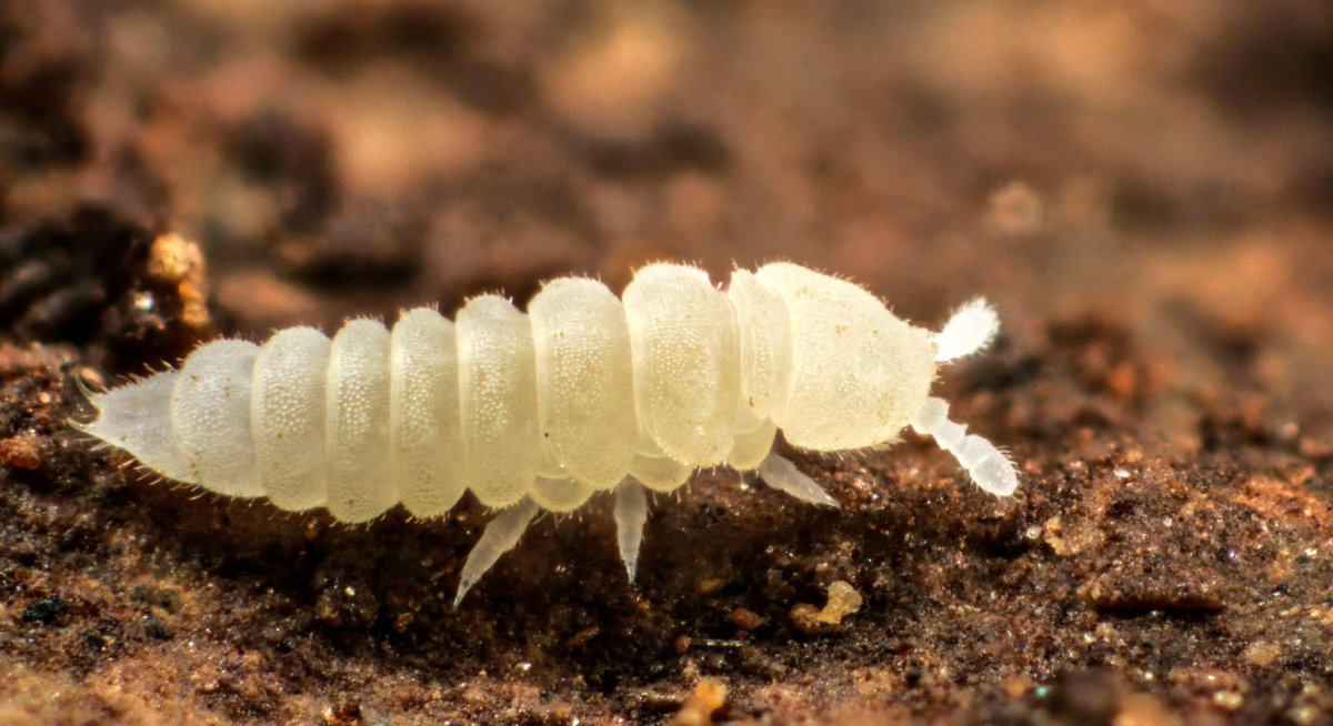 Коллемболы ногохвостки