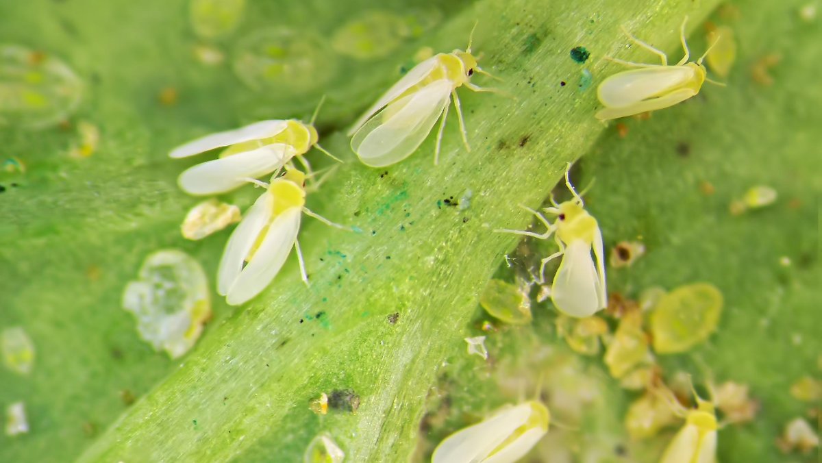 Кленовая белокрылка