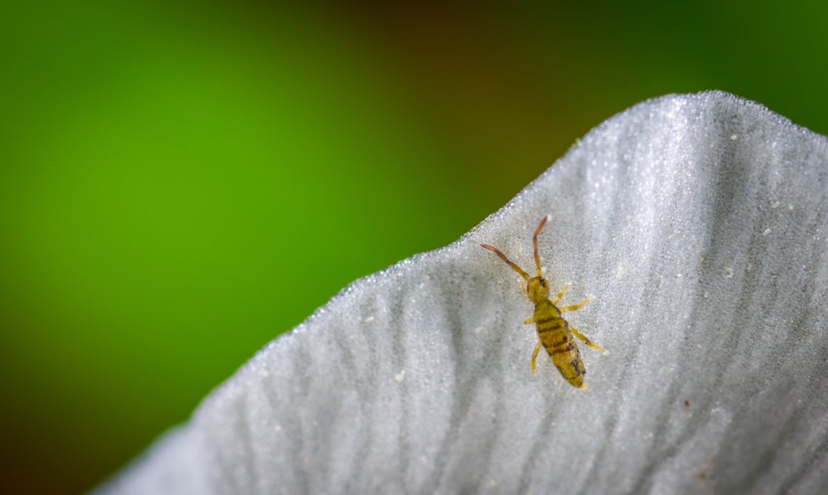 Многохвостка насекомое на снегу