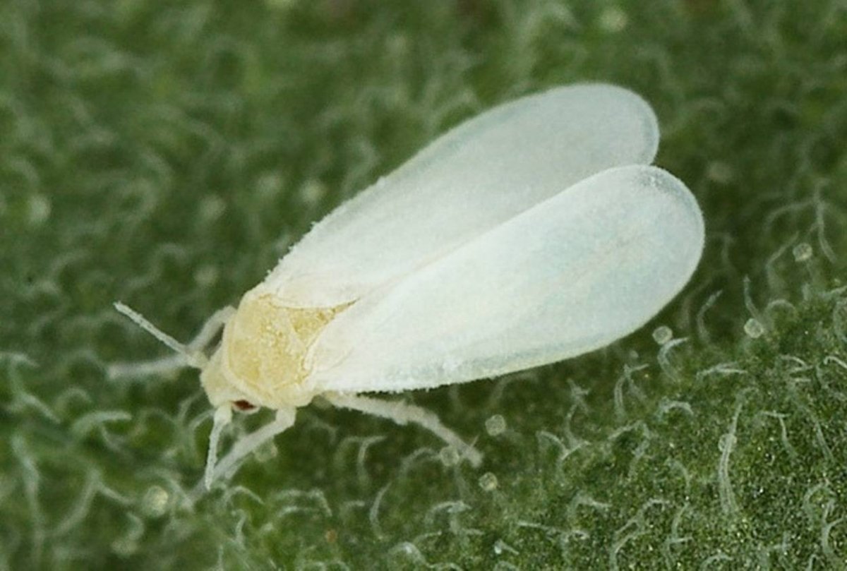 Белокрылка Тепличная (Trialeurodes vaporariorum)