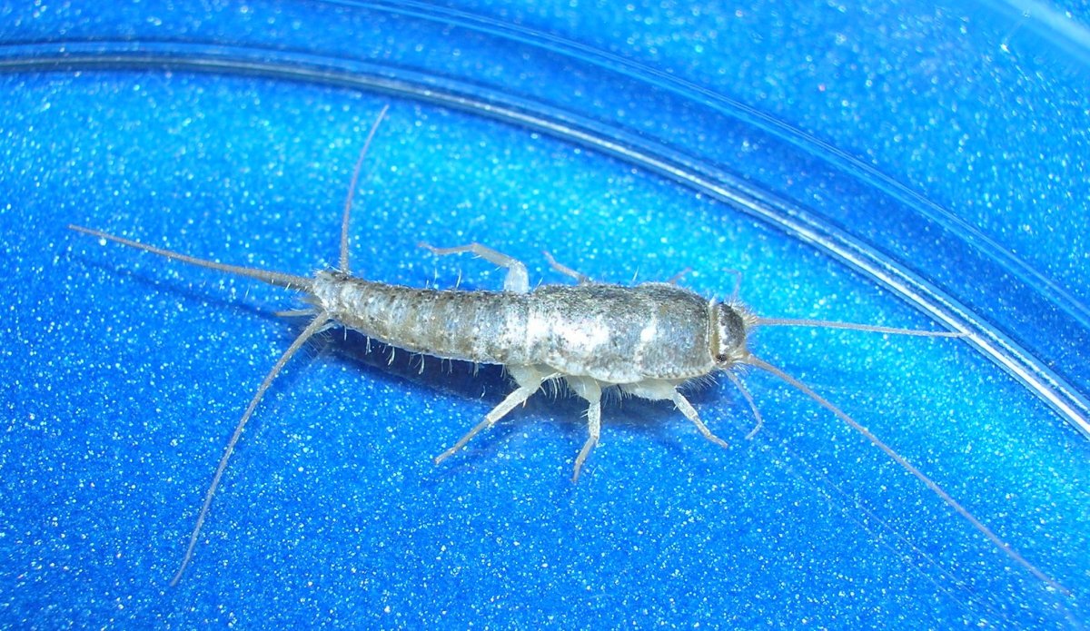 Сахарная чешуйница (lepisma saccharina)