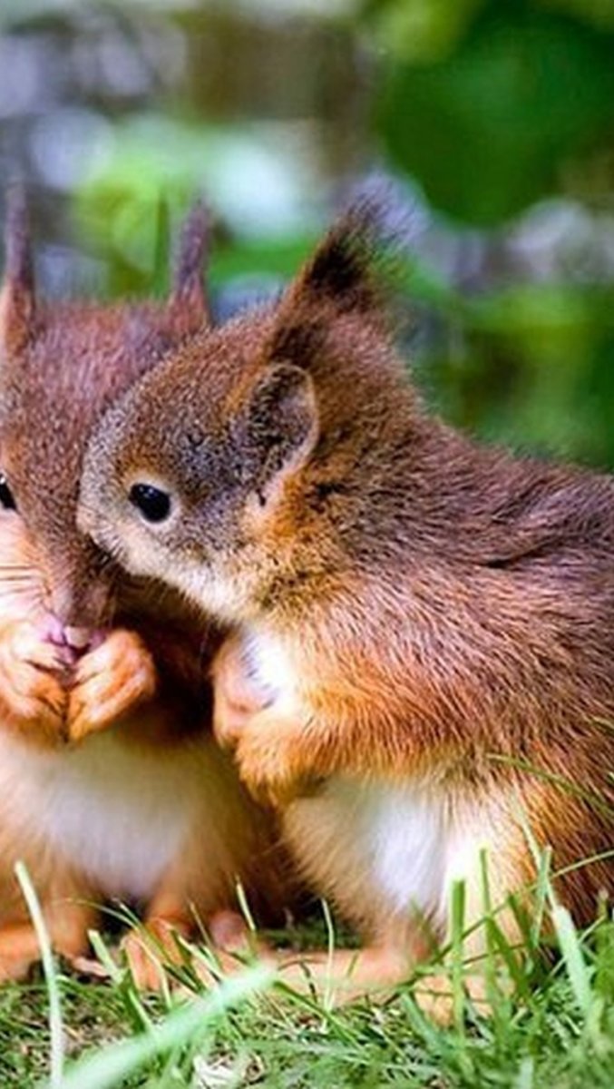 Белочки обнимаются