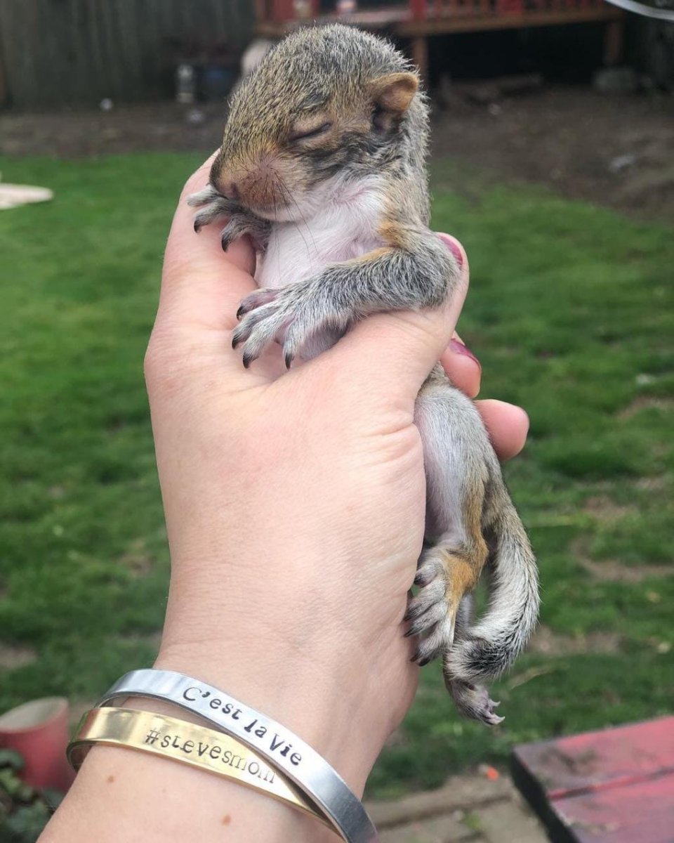 Маленькое животное в дом