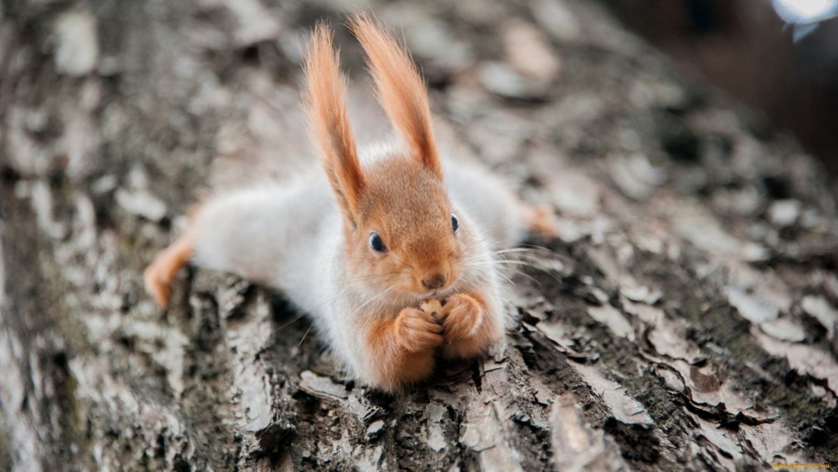 Смешные белки