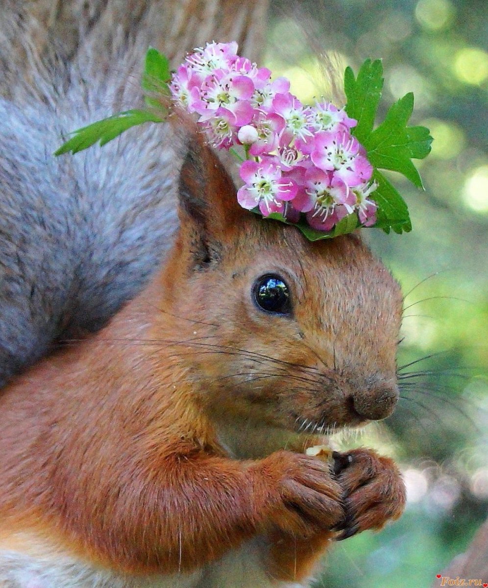 Весна животные