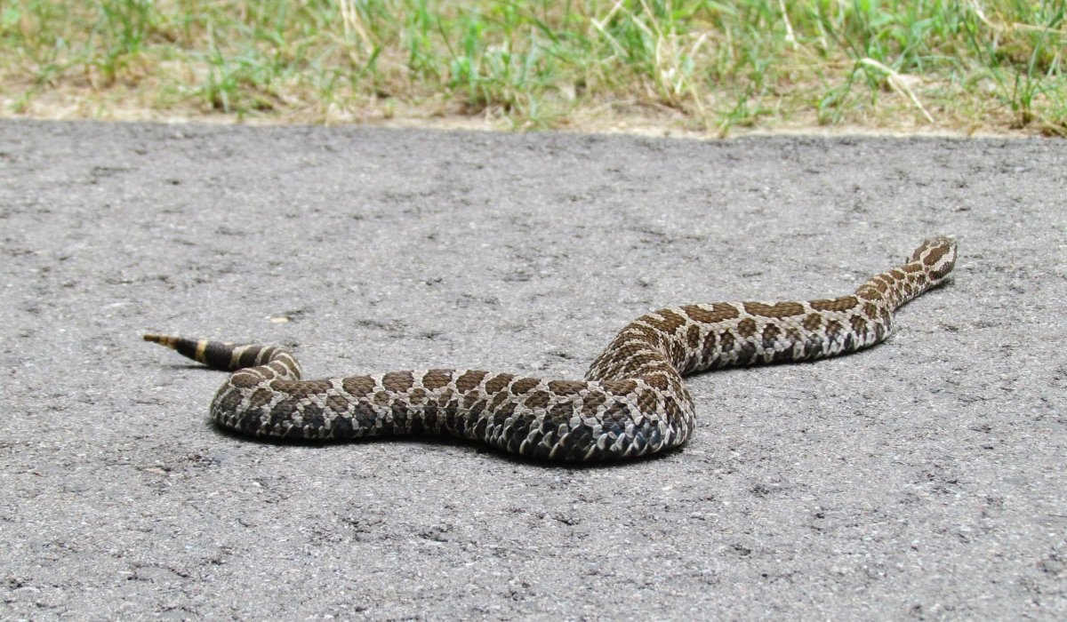 Ядовитые змеи Узбекистана