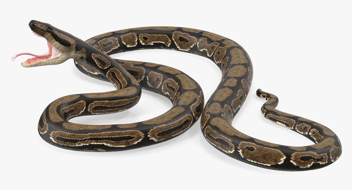 Змея в длину