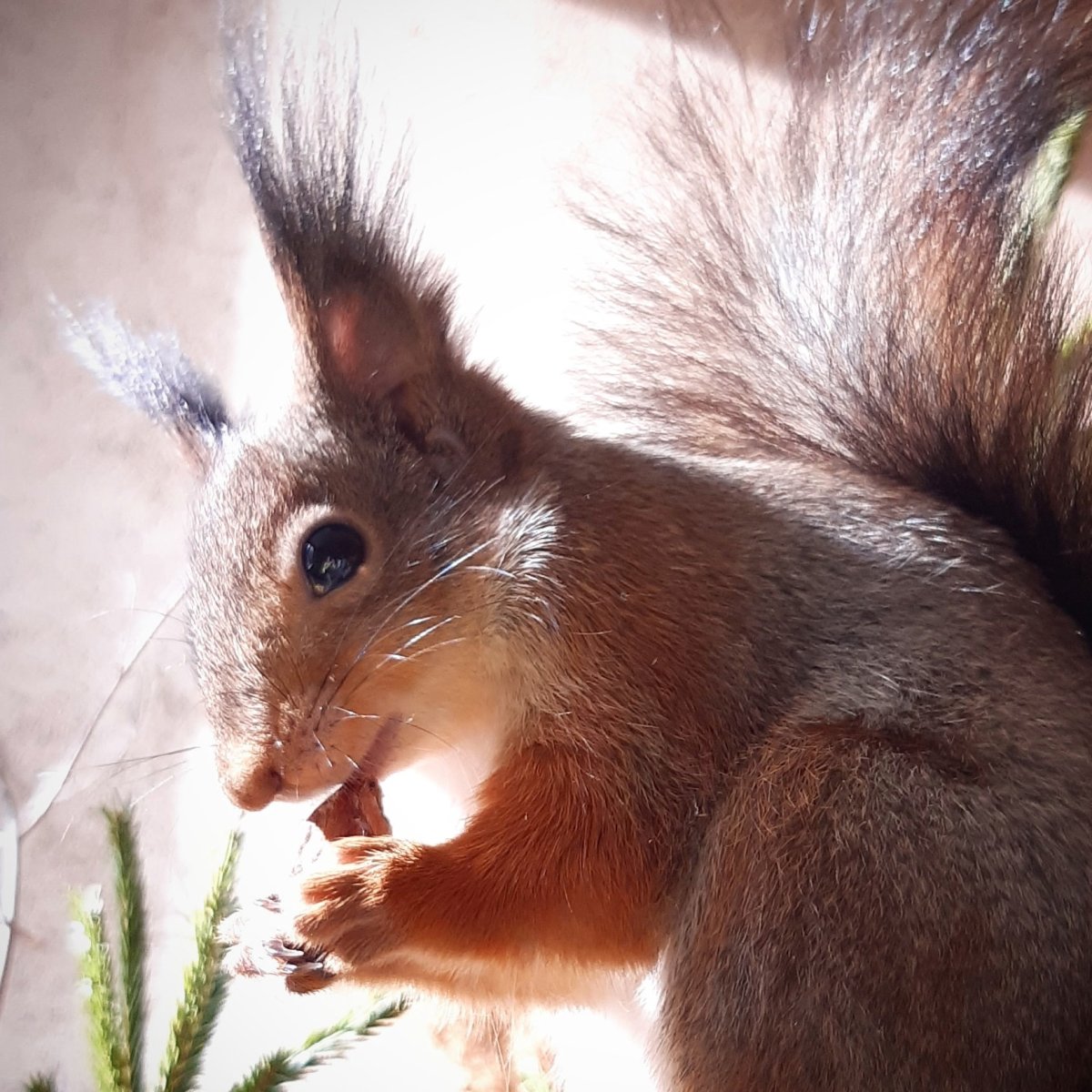 Умные белки