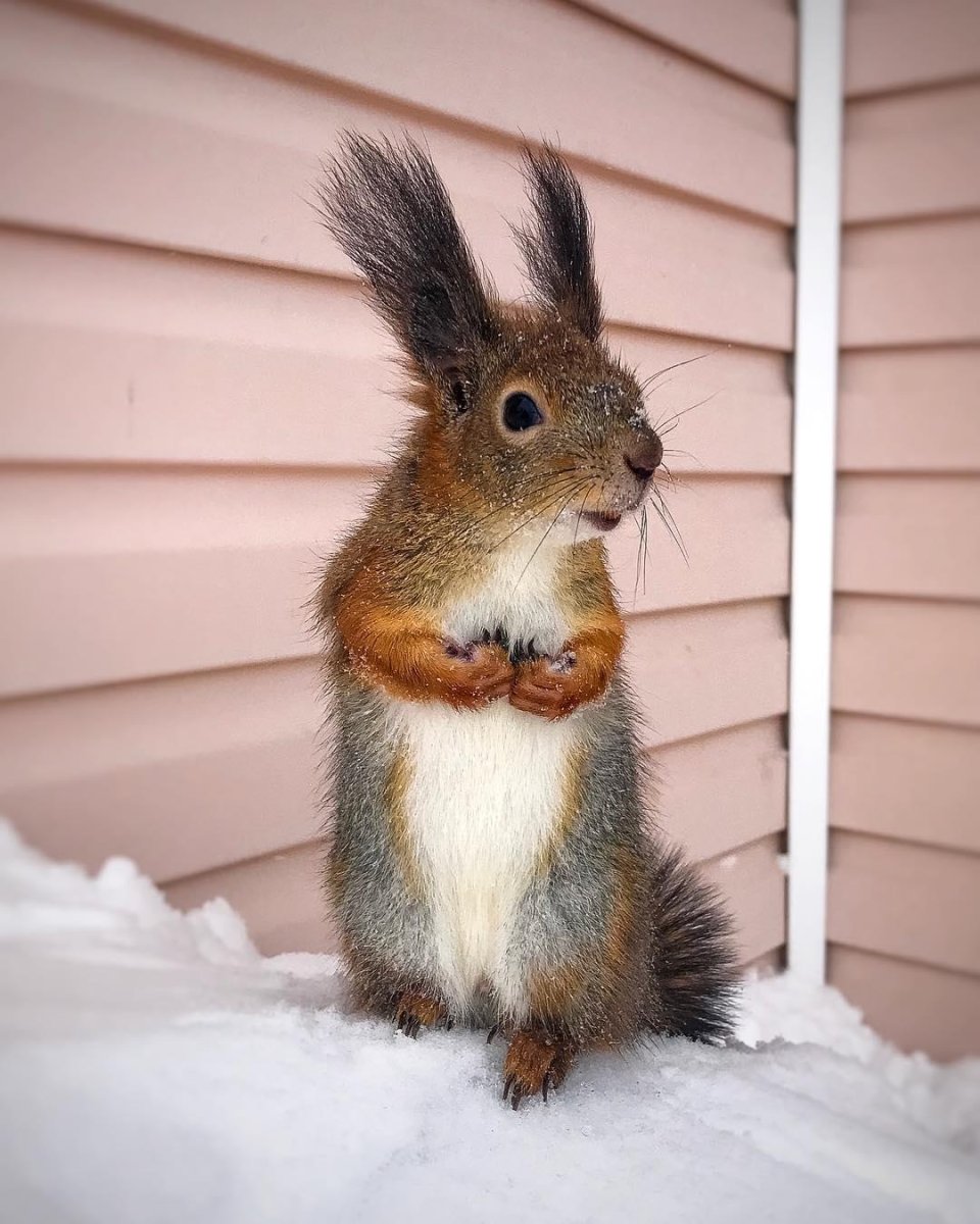 Белка несет бельчонка