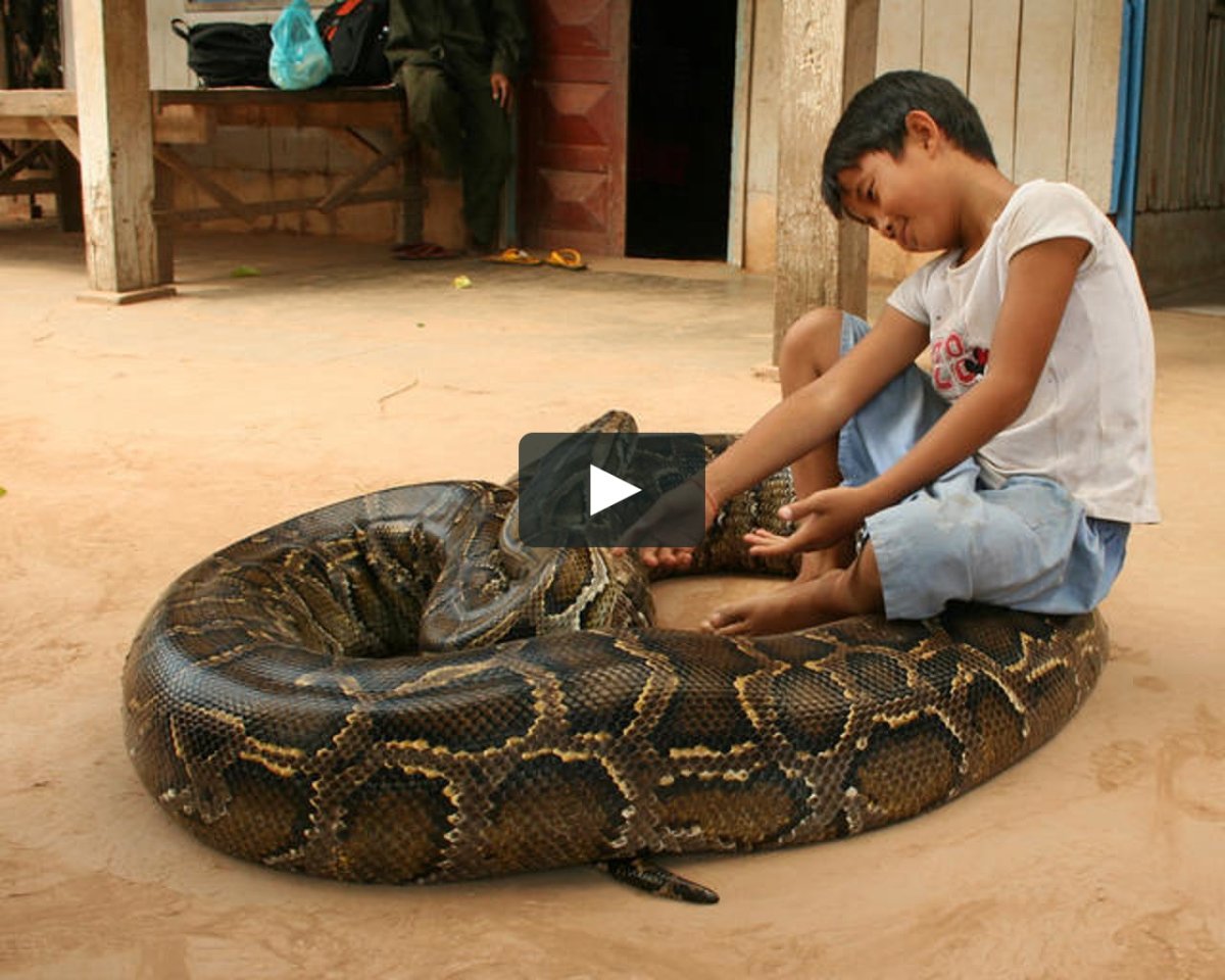 Питон игрушка Python