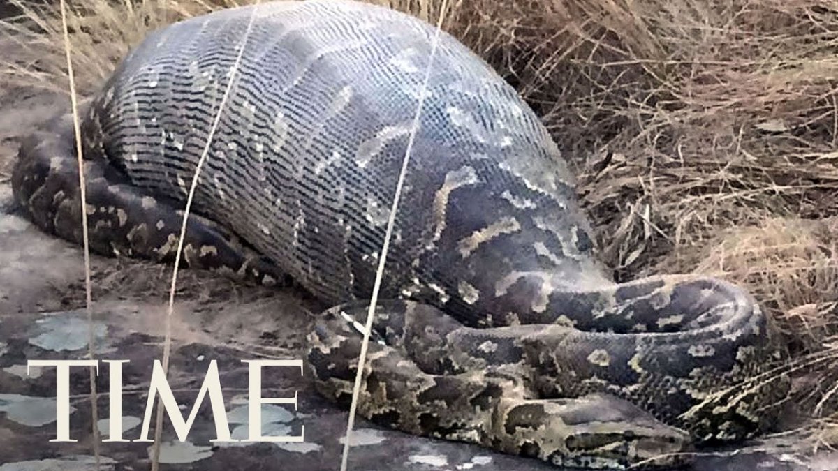 Уж обыкновенный - змея неядовитая