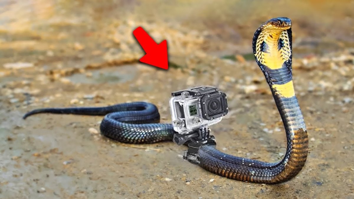 Королевская Кобра Тайланд